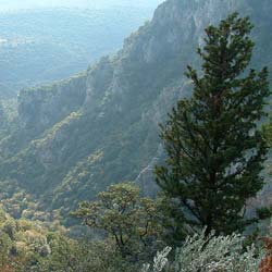 Cyprs de Provence